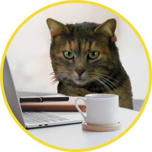 Nissa, la chatte très sérieuse devant son ordinateur avec son café